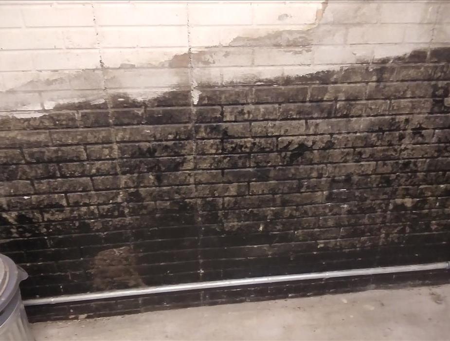 Black mold on a concrete wall